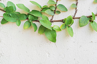 Close-up of ivy growing on wall