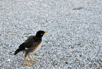 High angle view of bird on road