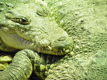 Close-up of lizard