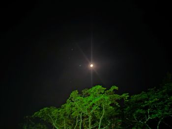 Low angle view of illuminated plants against sky at night