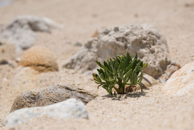 Close-up of plant on sand