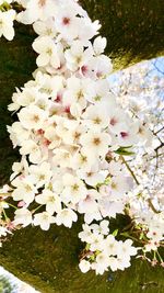 Close-up of white cherry blossoms in spring