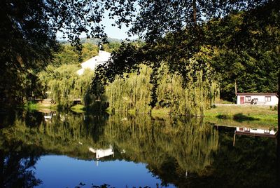 Reflection of trees in water