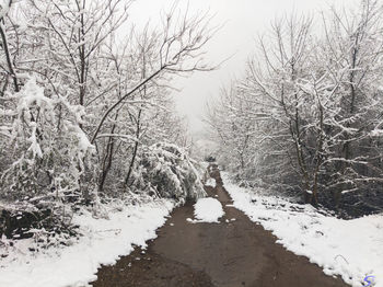 Snow covered bare trees against sky
