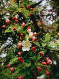 Low angle view of fruits growing on tree