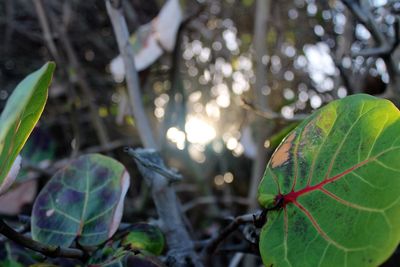 Close-up of insect on plant