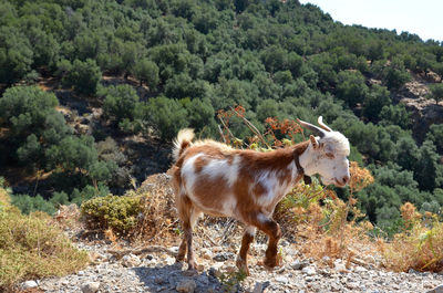 Side view of horse standing on field