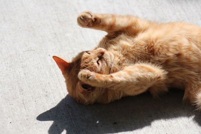 High angle view of cat lying down