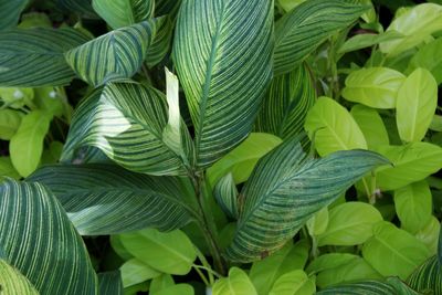 Full frame shot of leaves
