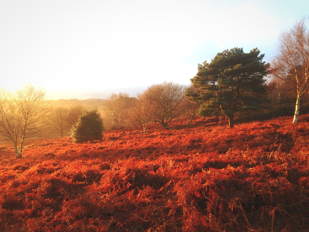 tree, clear sky, tranquility, tranquil scene, beauty in nature, growth, autumn, nature, scenics, change, season, landscape, field, copy space, non-urban scene, orange color, forest, outdoors, idyllic, no people