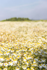 Scenic view of flowering field against sky