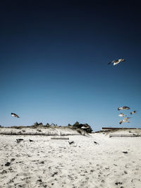 Seagulls flying over beach against clear sky
