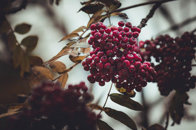 Close-up of berries growing on tree