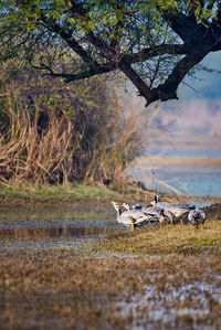 View of group of grey barheaded goose in a national park