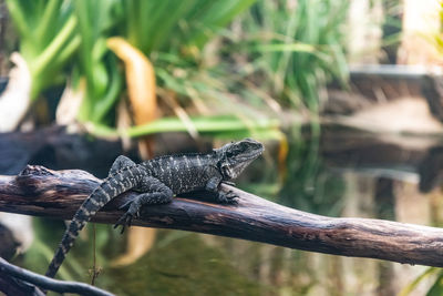 Close-up of lizard on wood