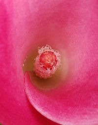 Close-up of pink rose