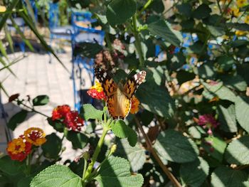 Butterfly on flower plant