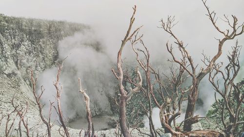 Panoramic shot of bare trees against sky