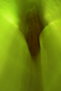 Close-up of leaves
