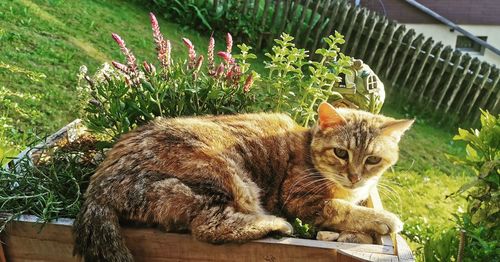 Portrait of tabby cat