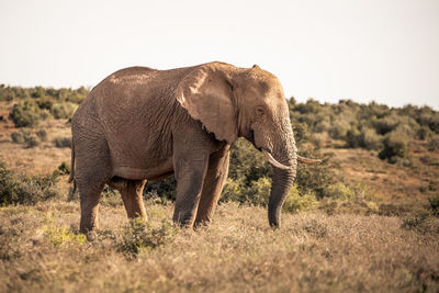 Elephant walking in a field