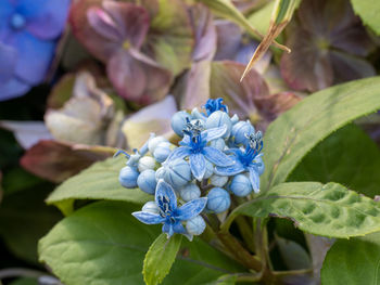 Close-up of purple hydrangea flowers