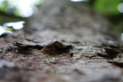 Surface level of fallen tree on field
