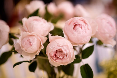 Close-up of pink rose flower