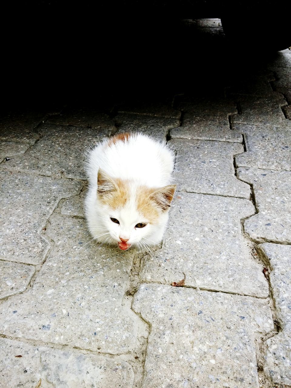 domestic cat, cat, pets, one animal, animal themes, domestic animals, feline, mammal, whisker, portrait, looking at camera, sitting, high angle view, relaxation, alertness, staring, outdoors, wall - building feature, no people, street