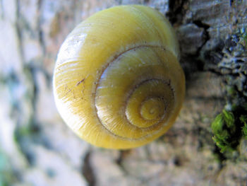 Close-up of snail