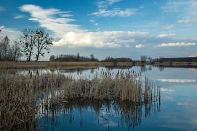 Dry reeds in a calm lake and white clouds on a blue sky