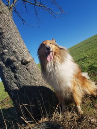 Dog looking away on field