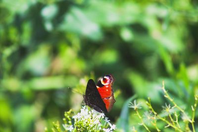 Close-up of butterfly pollinating on flower