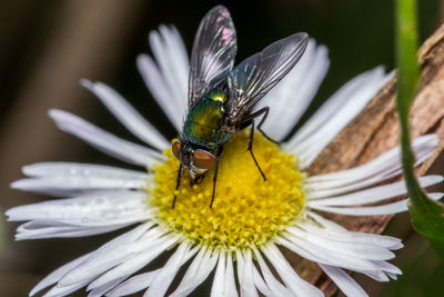 Close-up of insect on yellow flower