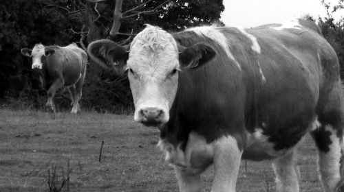 Portrait of cow standing on field