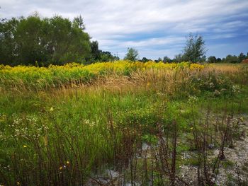Scenic view of field against sky