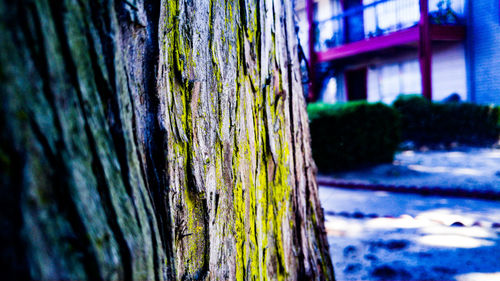 Close-up of tree trunk