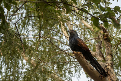 Low angle view of bird perching on a tree