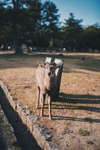 Portrait of horse standing on footpath