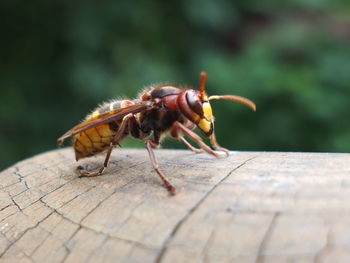 Close-up of insect on wood