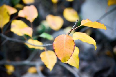 Close-up of leaves on twig