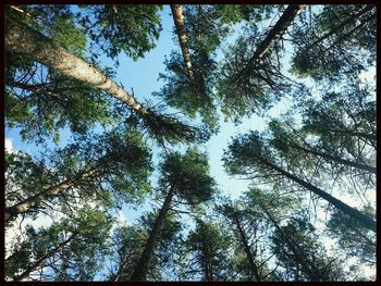 Low angle view of trees against sky