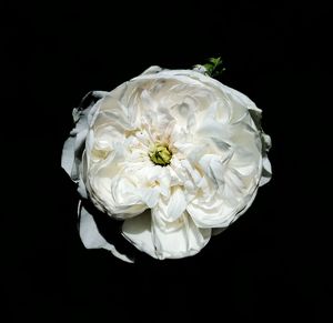Close-up of white rose against black background