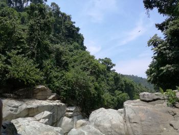 Trees on cliff against sky