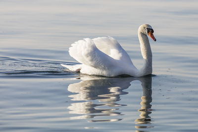 Swan swimming with wings raised