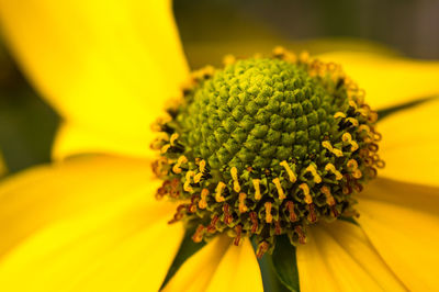 Close-up of sunflower