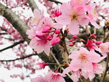 Close-up of pink cherry blossom