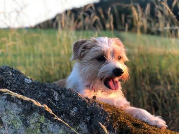 Close-up of a dog on field