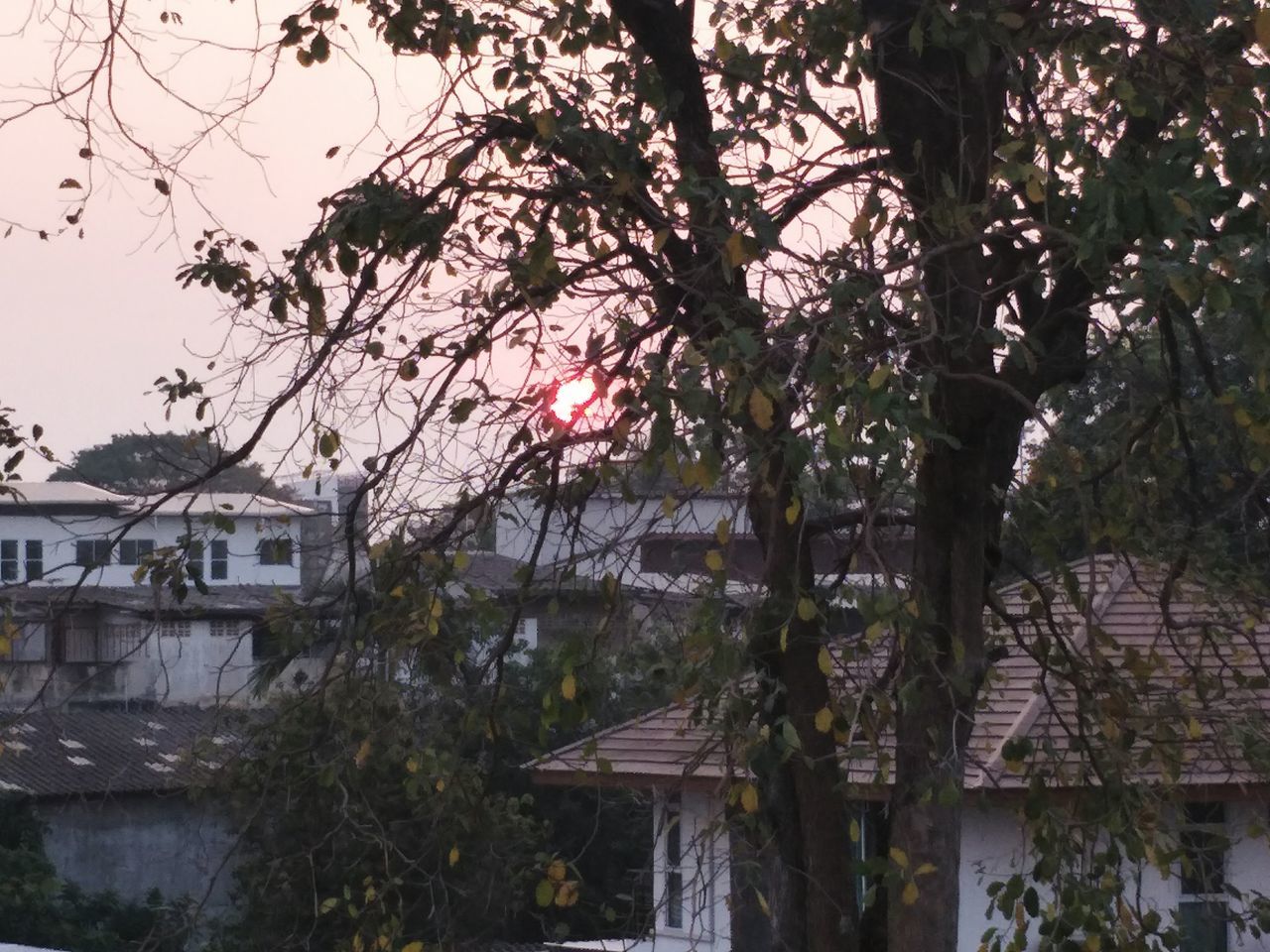 TREES BY HOUSES AGAINST SKY