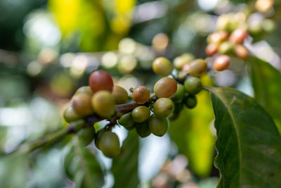 Close-up of grapes growing on tree